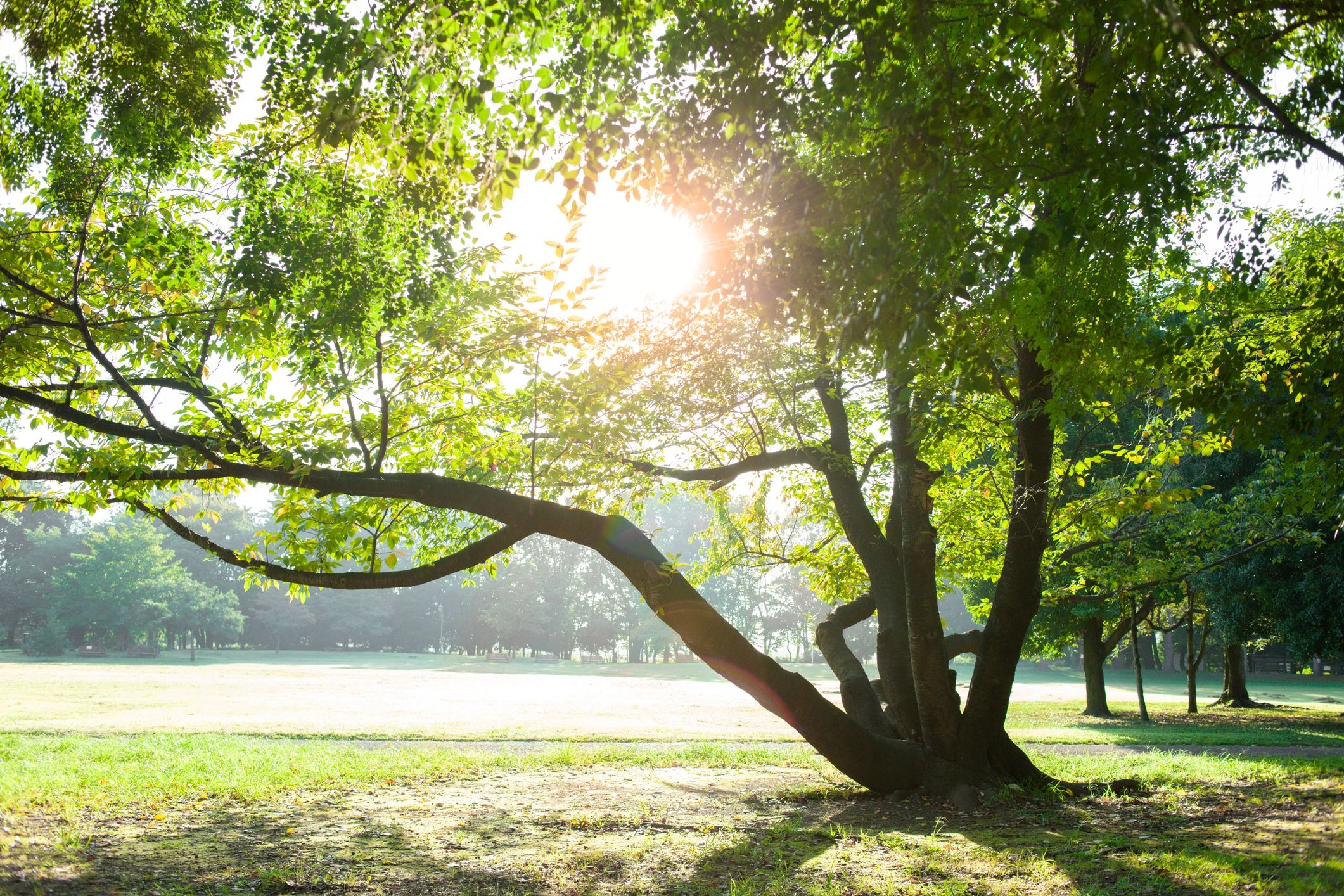 Peaceful tree in soft sunlight