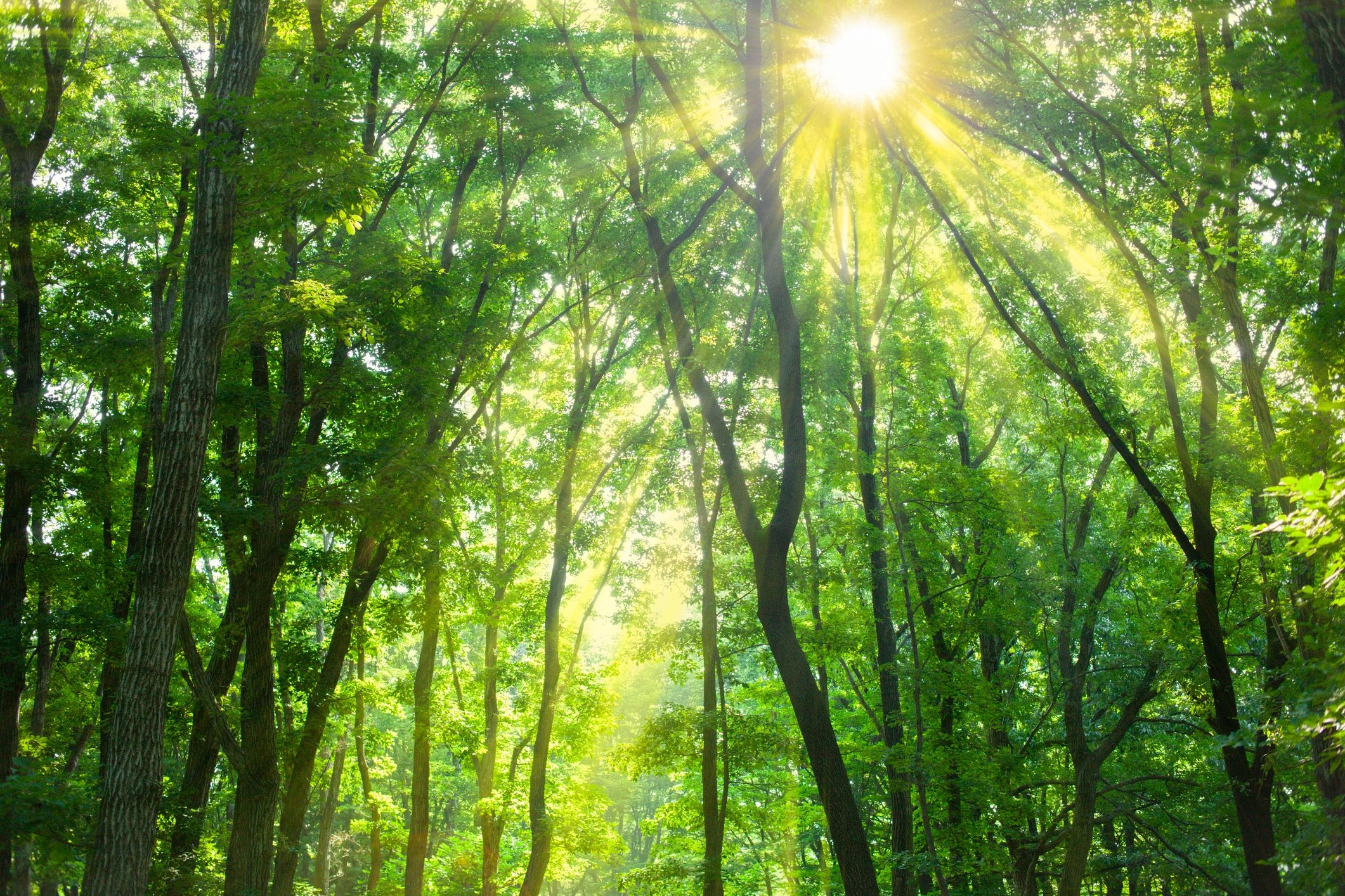 Forest path with warm sunlight through the trees