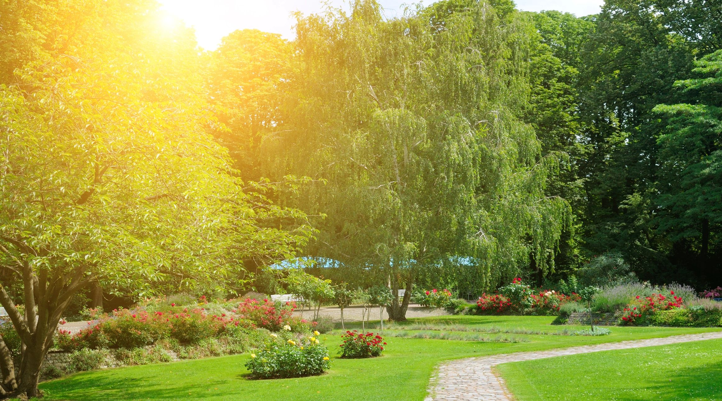Sunlit park path with roses and green trees