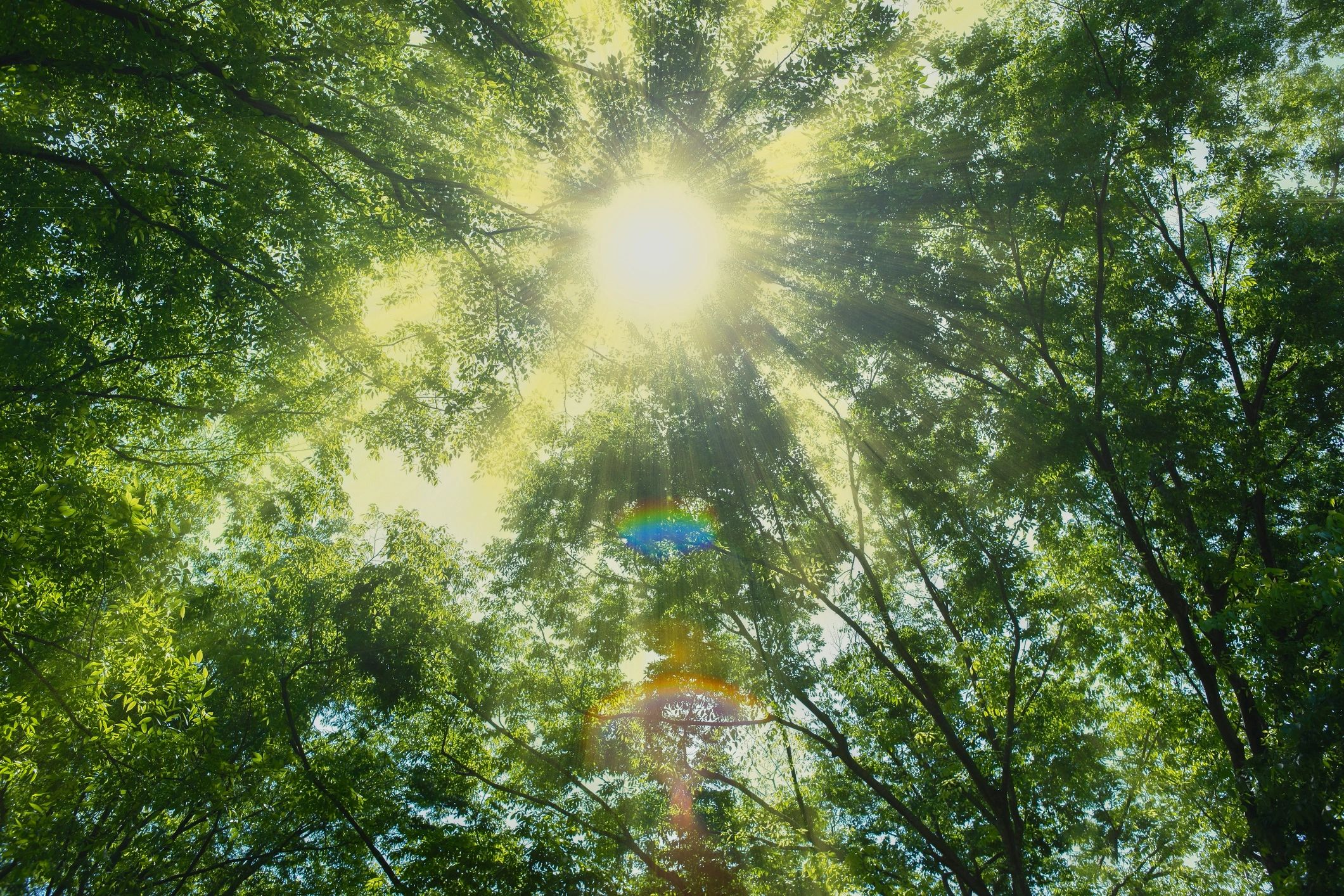 Soft green forest light for inspirational visual content