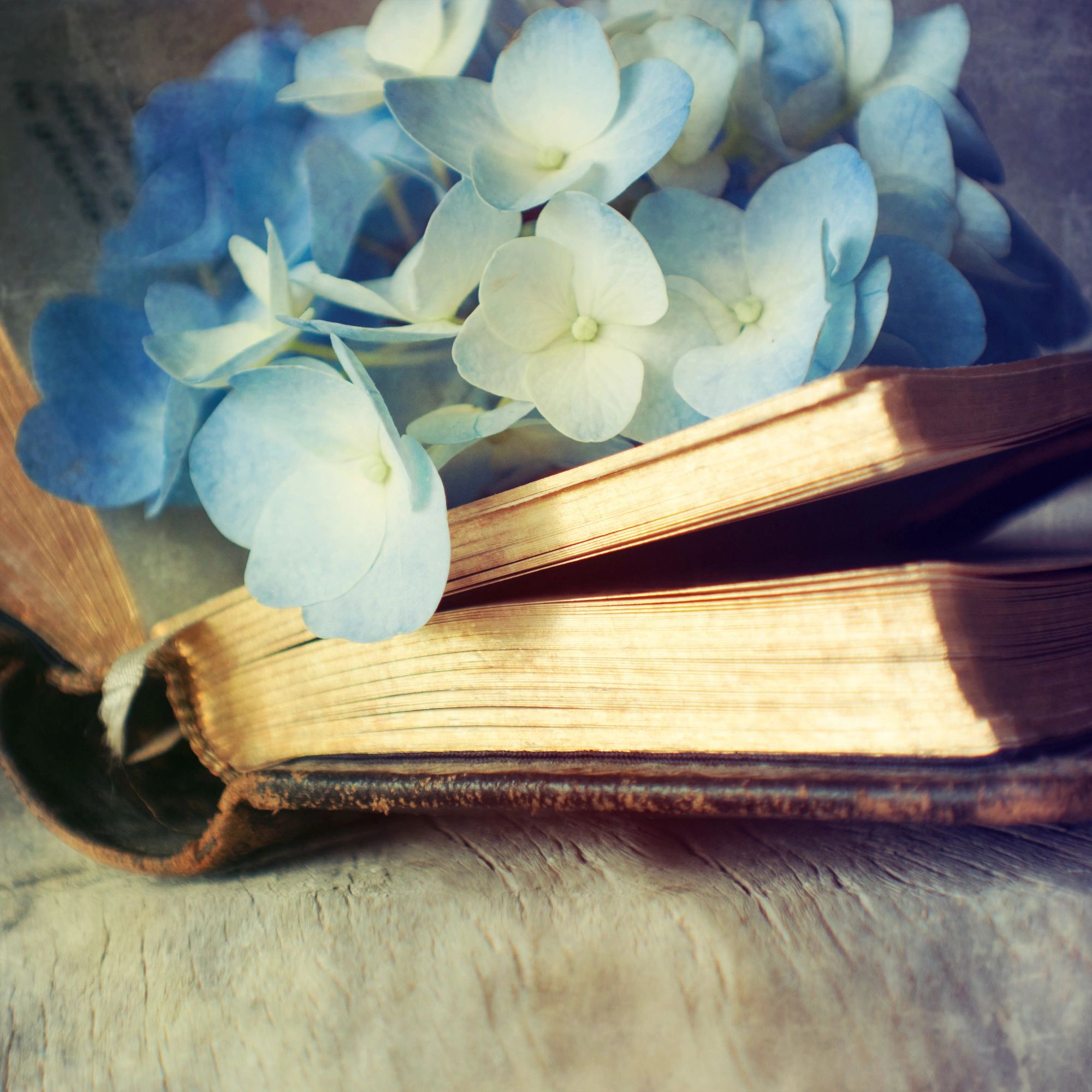 Hydrangea flower placed on an open book